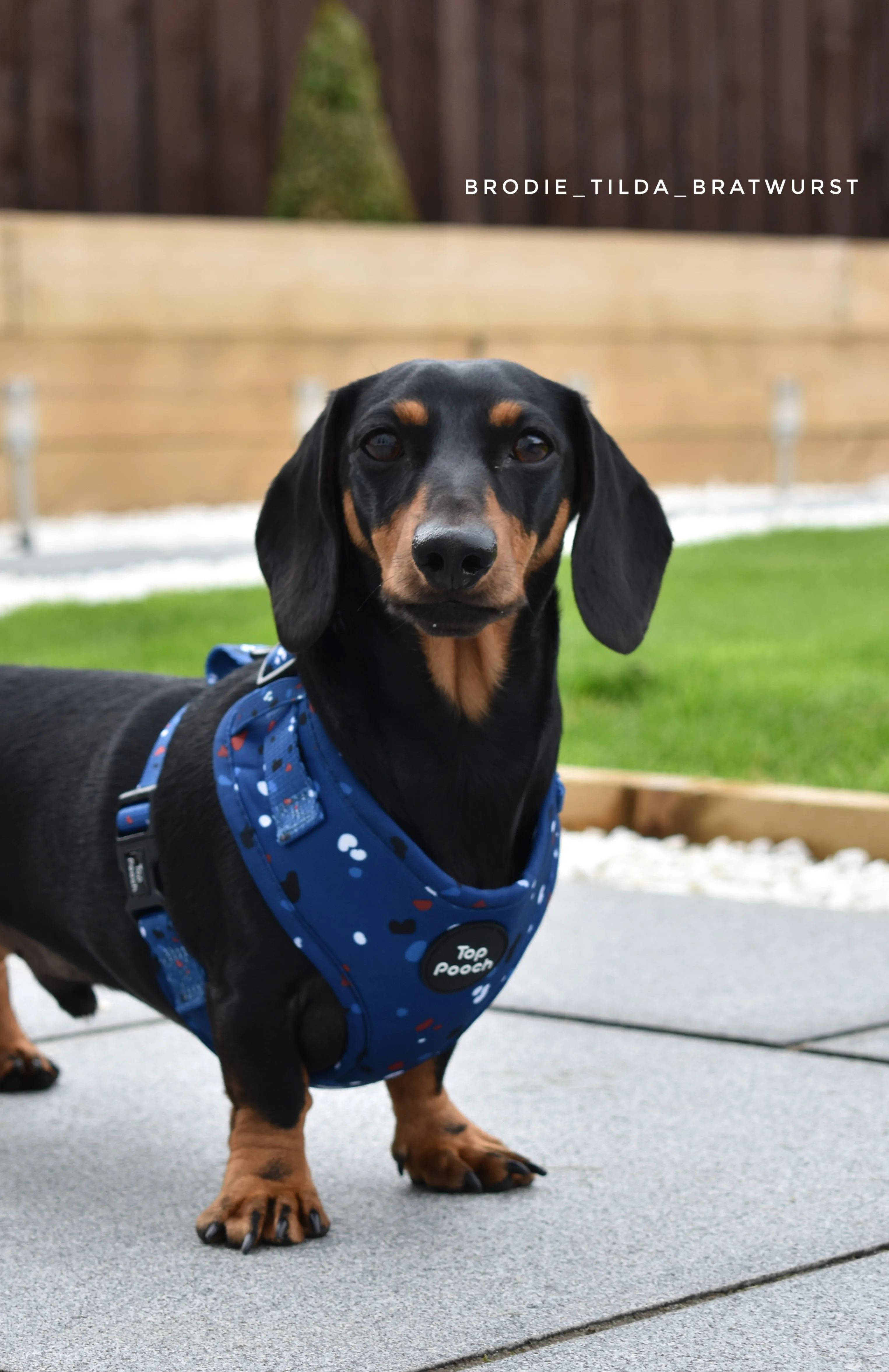 Confetti Dog Harness - Blue