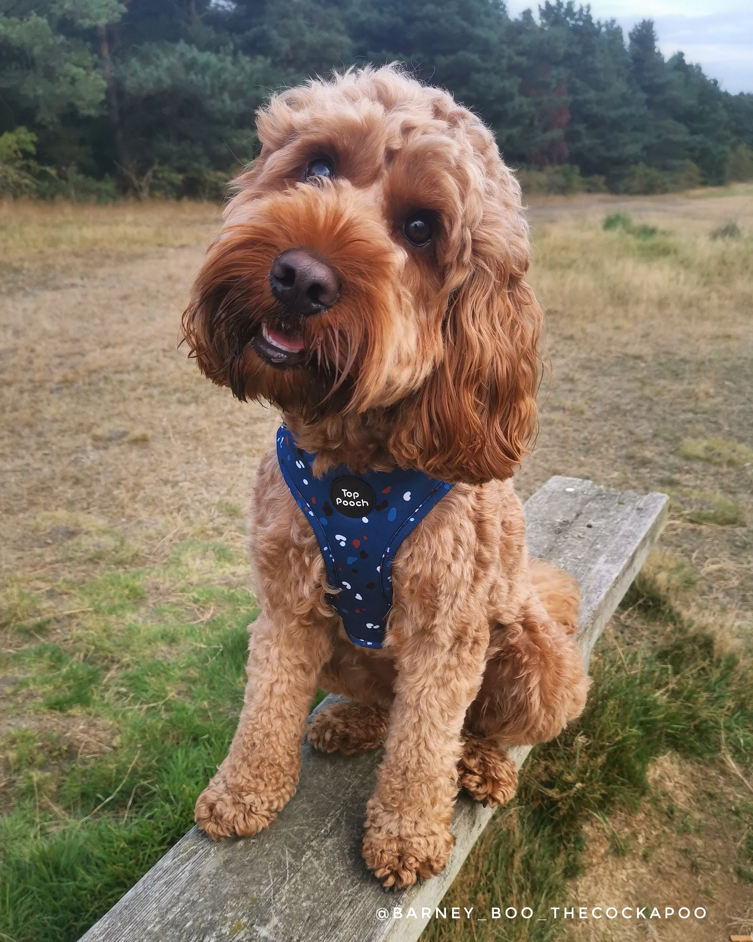 Confetti Dog Harness - Blue
