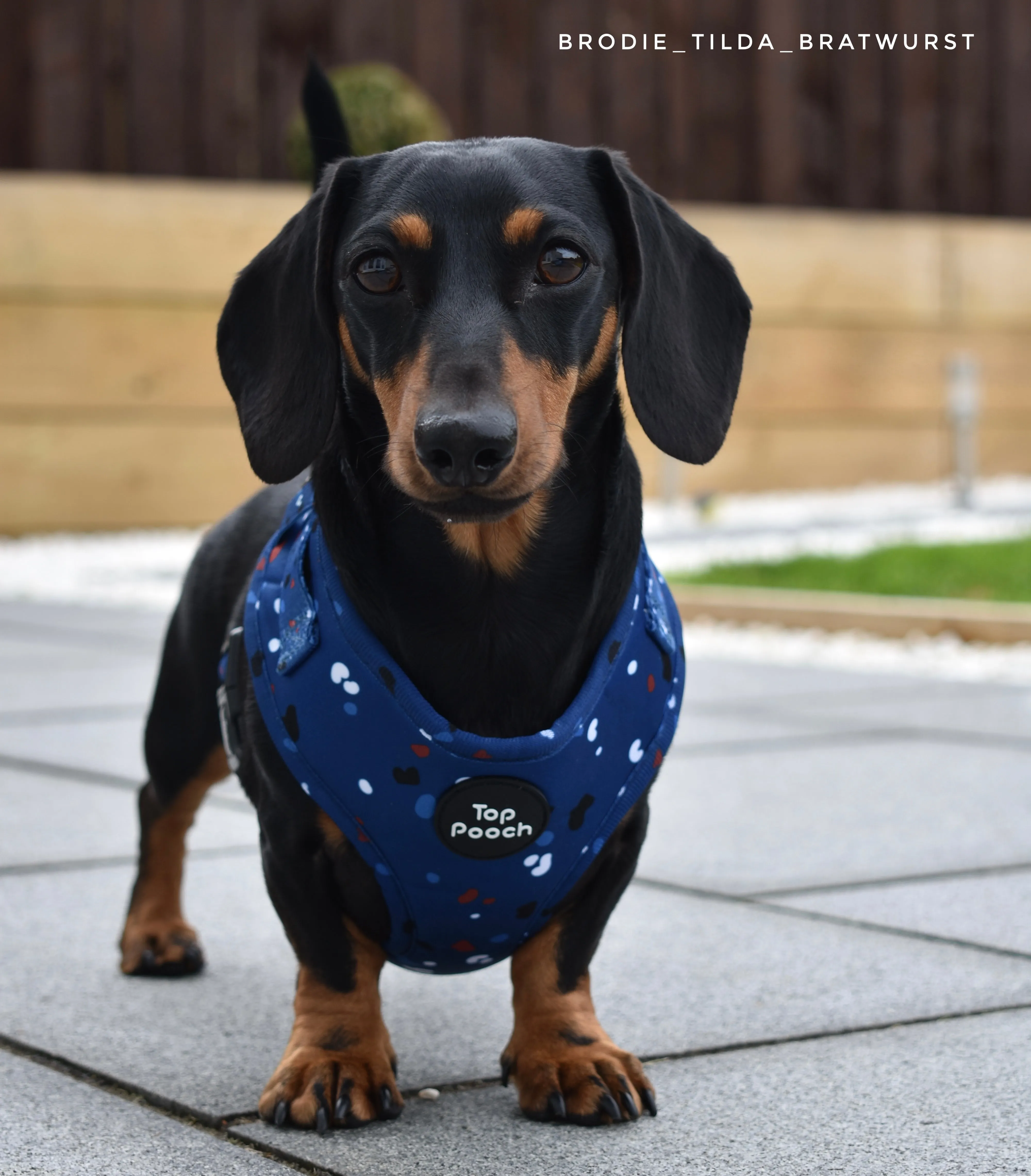 Confetti Dog Harness - Blue