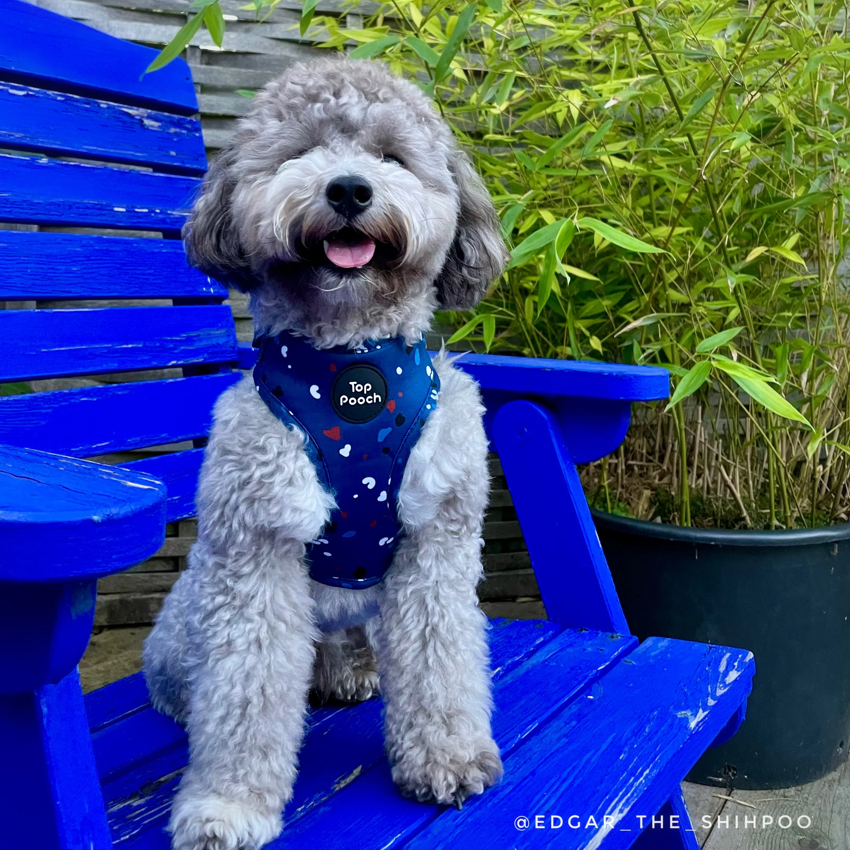 Confetti Dog Harness - Blue