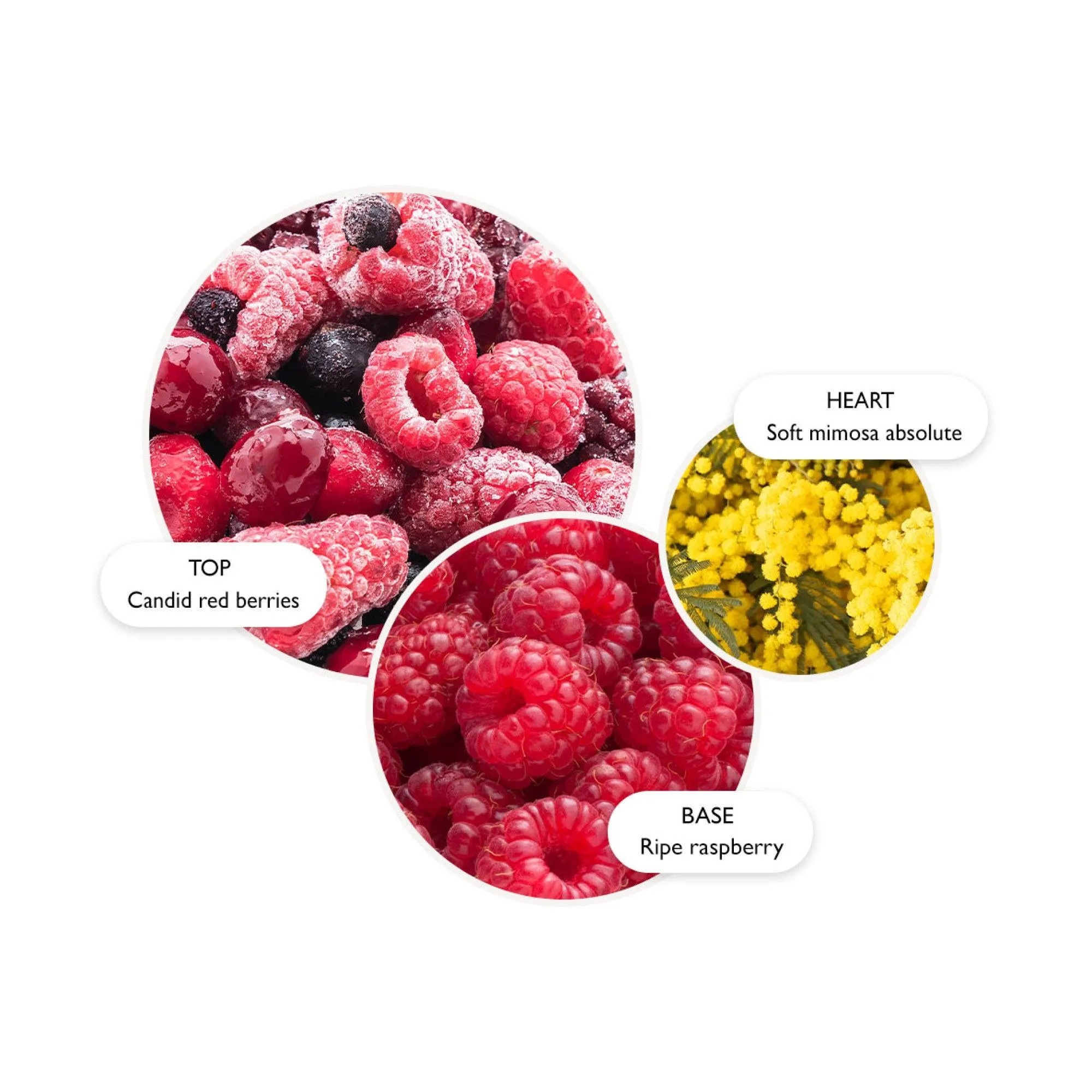 Merry Berries & Mimosa Body Lotion