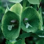 Range of Light - Green Bells of Ireland - .25 fl oz