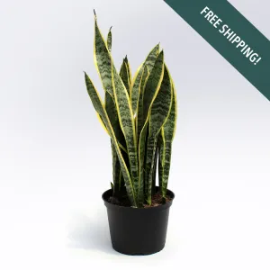 Sansevieria trifasciata 'Laurentii' | 6-Inch Container