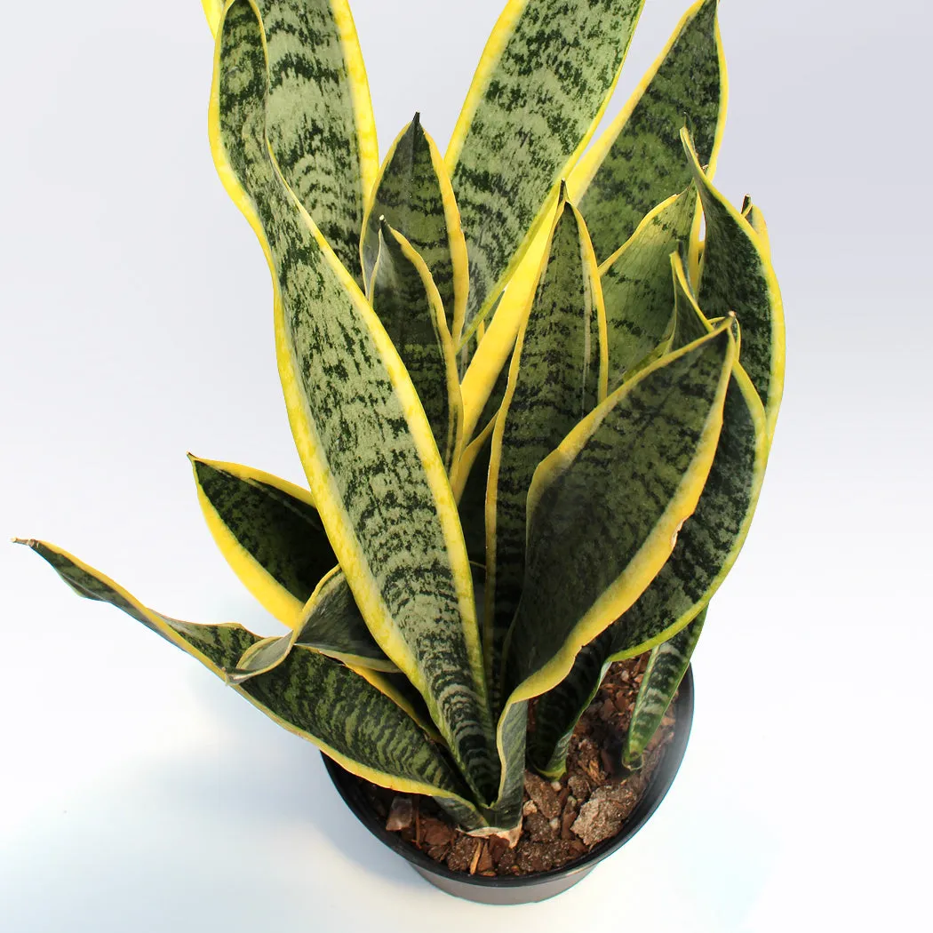 Sansevieria trifasciata 'Laurentii' | 6-Inch Container