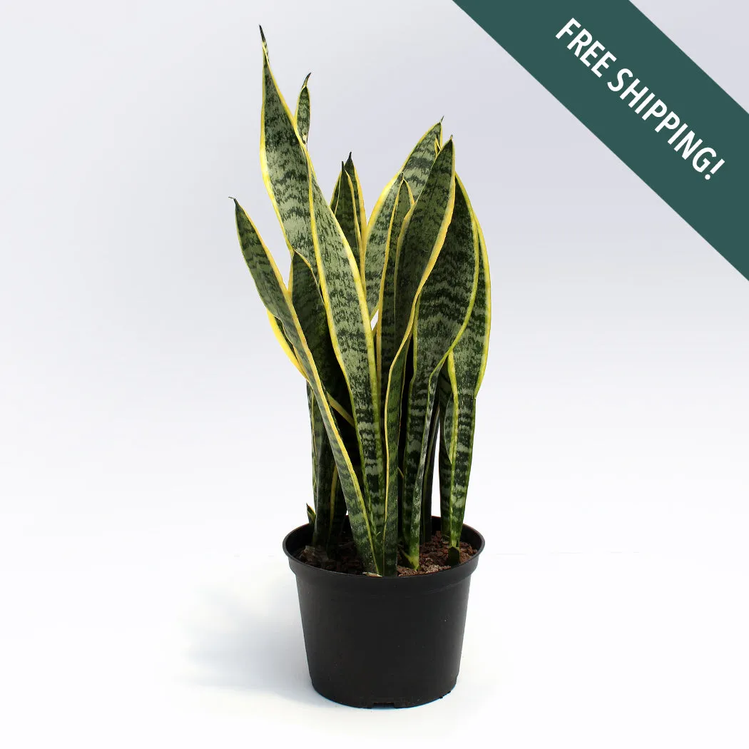 Sansevieria trifasciata 'Laurentii' | 6-Inch Container